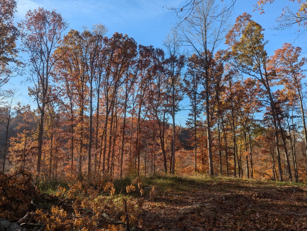 Orange autumn foliage and blue sky